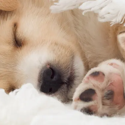 Deutsche Stiftungsagentur - Fragen zur Stiftungsgründung und Stiftungsverwaltung